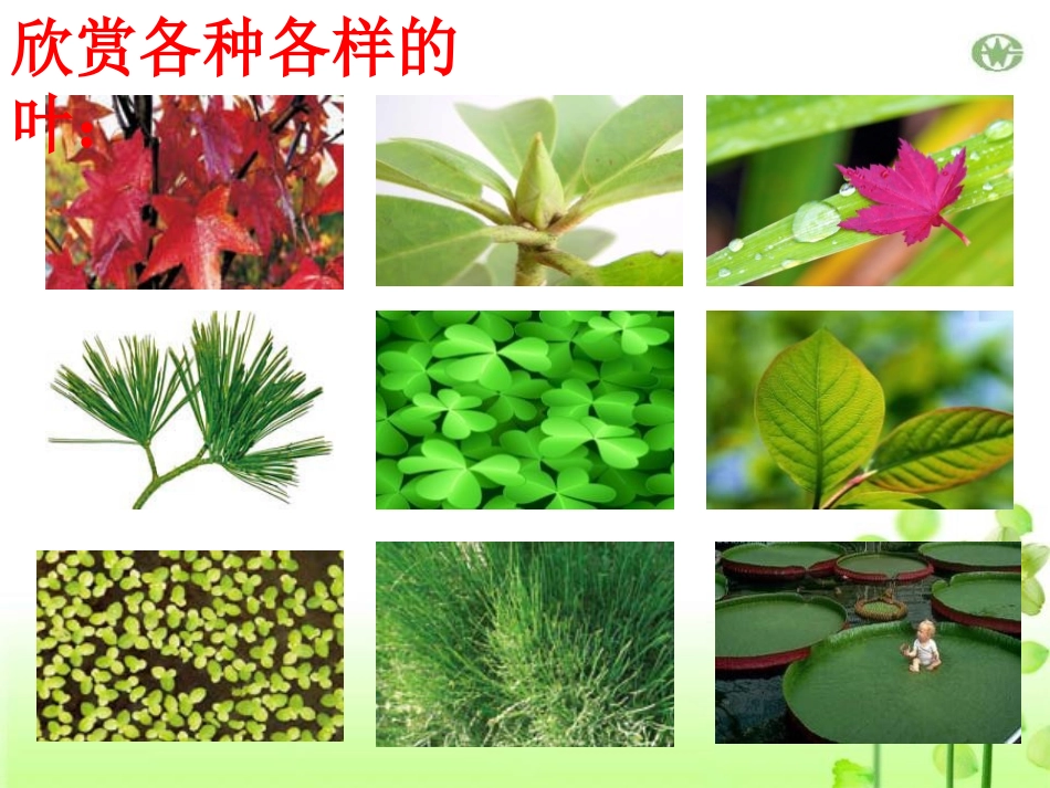 《植物的叶与蒸腾作用》PPT课件[浙教版八年级科学下册]_第2页