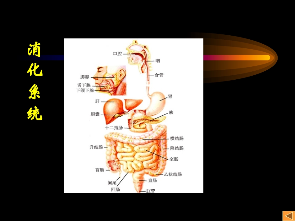 《食物的消化与吸收》PPT课件[浙教版九年级科学上册]_第3页