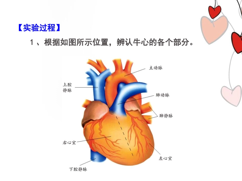 《体内物质的运输》PPT(实验课)PPT课件[浙教版九年级科学]_第2页