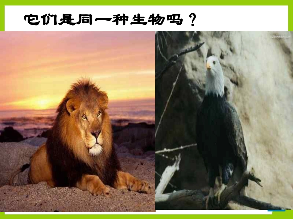 《种群》PPT课件[浙教版九年级科学下册]_第3页