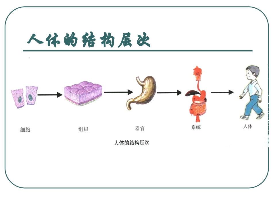 《人的运动系统和保健》PPT课件[浙教版九年级科学下册]_第2页