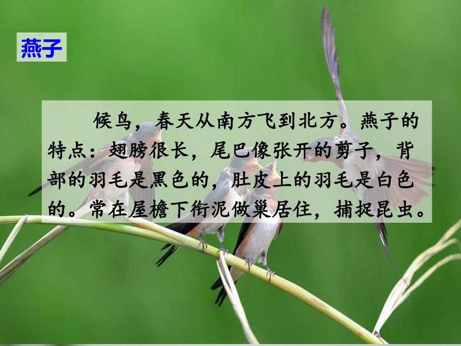 《燕子》PPT课件[部编版三年级语文下册]_第3页