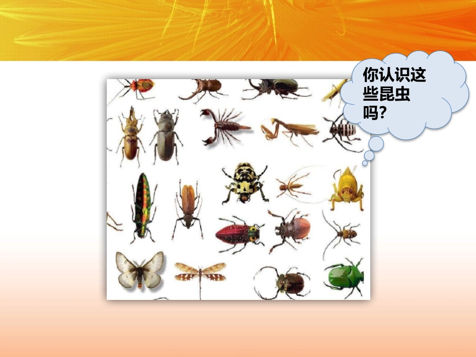 《昆虫备忘录》PPT课件[部编版三年级语文下册]_第2页