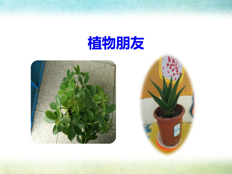 《我的植物朋友》PPT课件[部编版三年级语文下册]_第2页