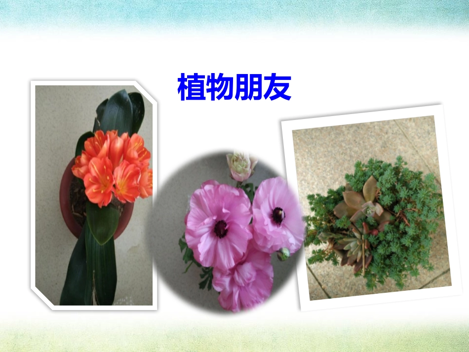 《我的植物朋友》PPT课件[部编版三年级语文下册]_第3页