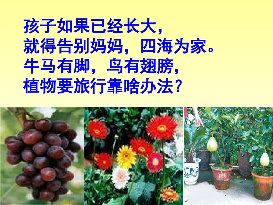 《植物妈妈有办法》PPT课件[鄂教版二年级语文上册]_第2页