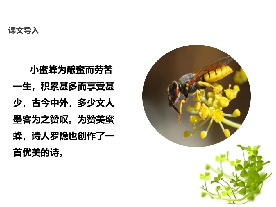 《蜂》PPT课件[鄂教版三年级语文上册]_第2页