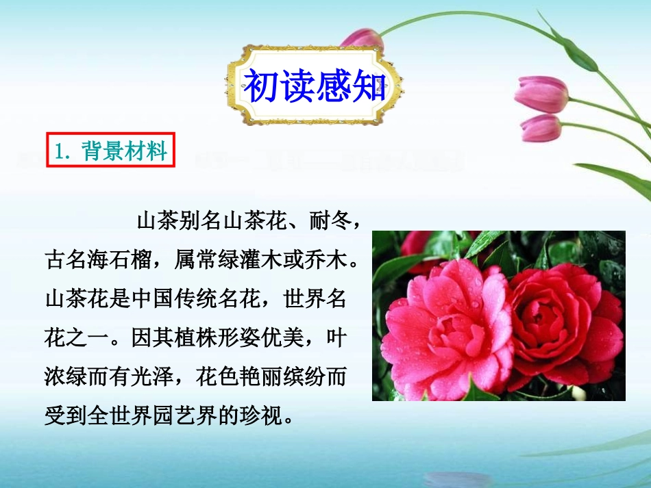 《山茶花》PPT课件[鄂教版三年级语文上册]_第3页