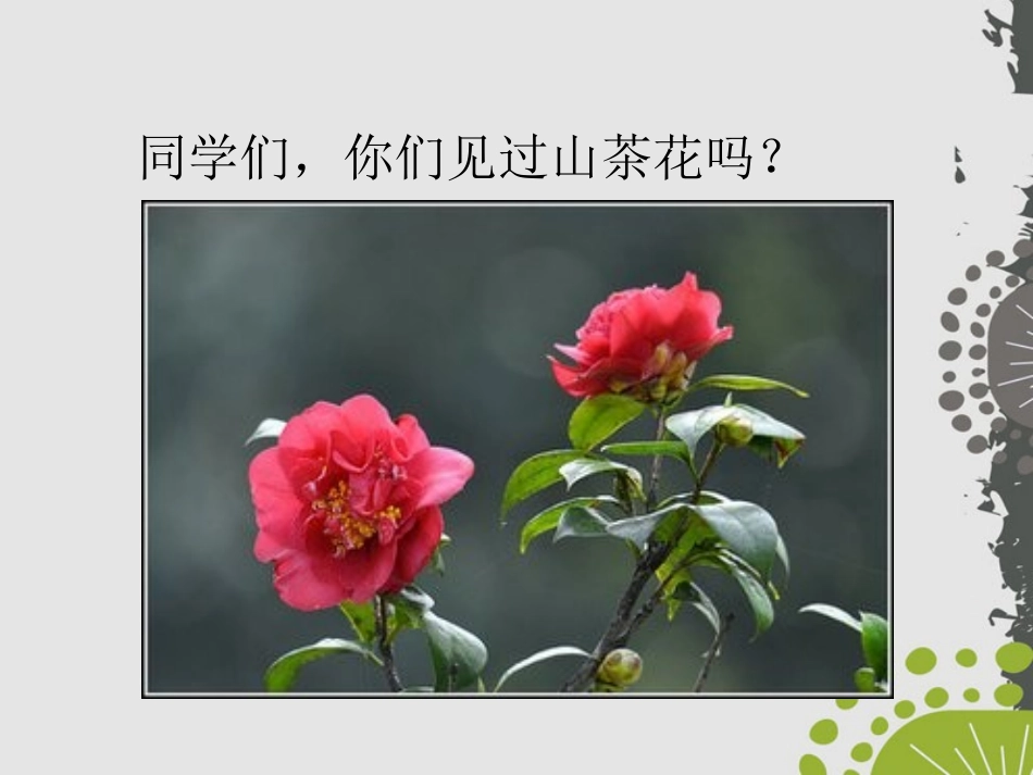 《山茶花》PPT课件[鄂教版三年级语文上册]_第2页