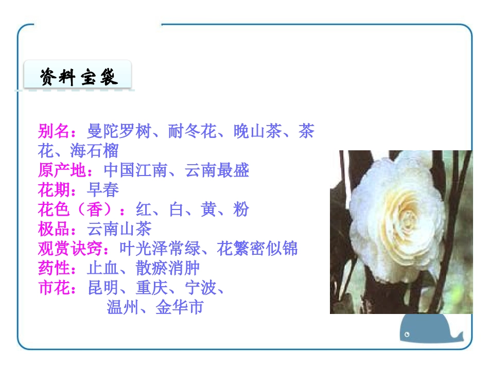 《山茶花》PPT课件[鄂教版三年级语文上册]_第2页