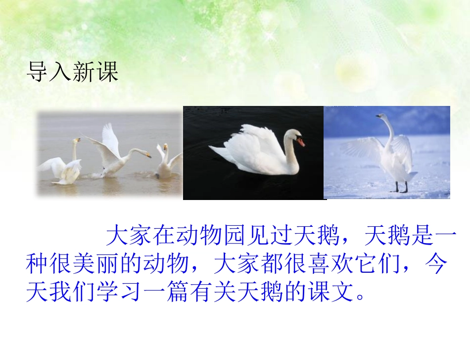 《天鹅》PPT课件[鄂教版三年级语文上册]_第2页