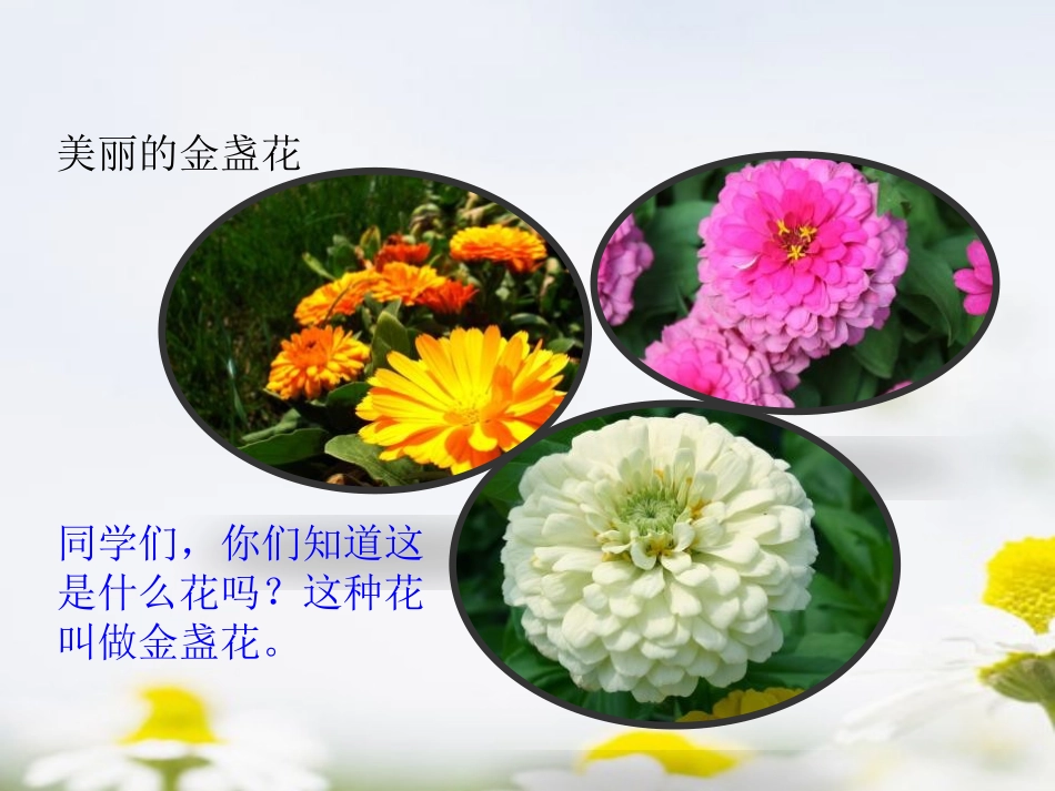 《金盏花的种子》PPT课件[鄂教版三年级语文上册]_第2页