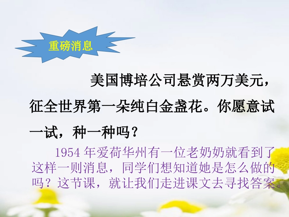 《金盏花的种子》PPT课件[鄂教版三年级语文上册]_第3页