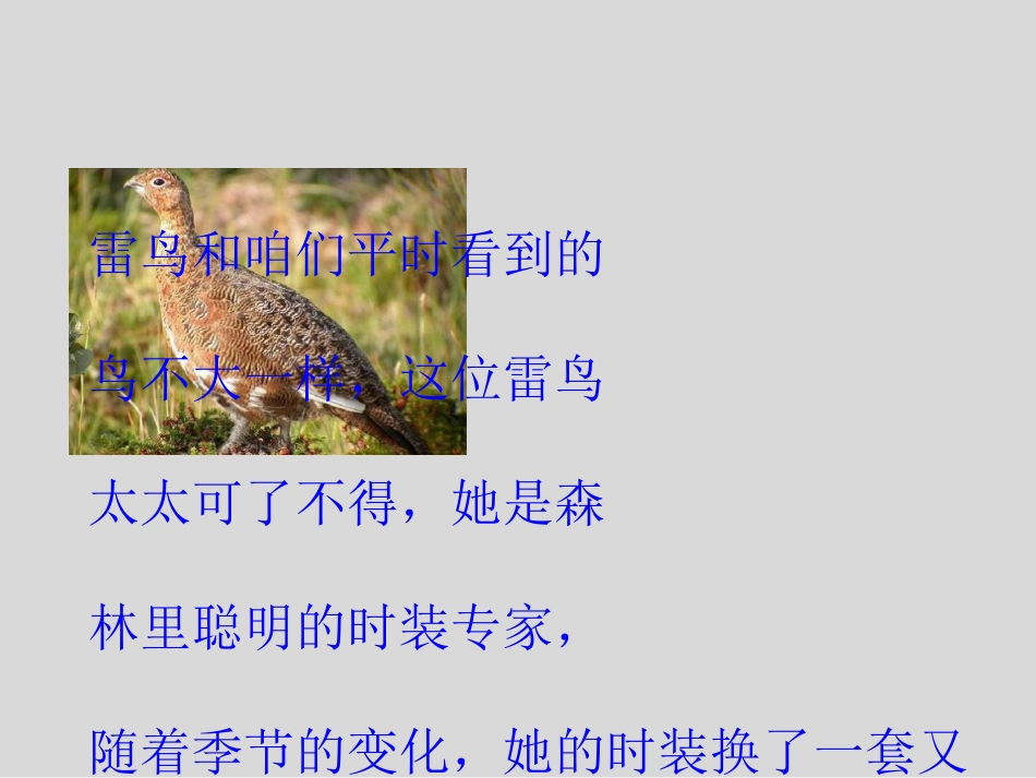 《雷鸟太太的时装(一)》PPT课件[鄂教版三年级语文上册]_第2页
