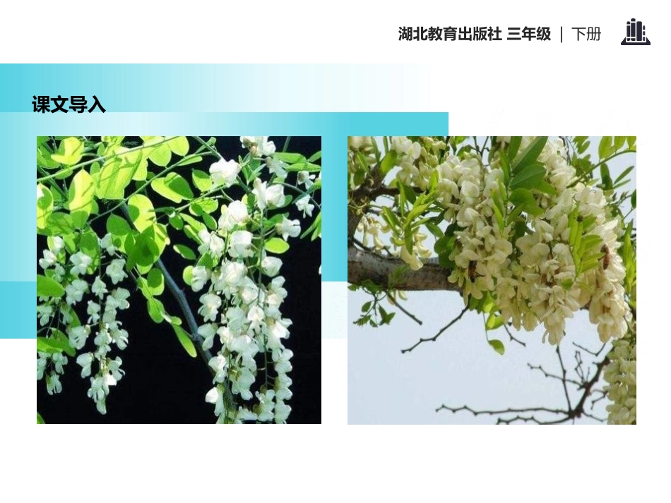 《美丽的槐乡》PPT课件[鄂教版三年级语文下册]_第2页