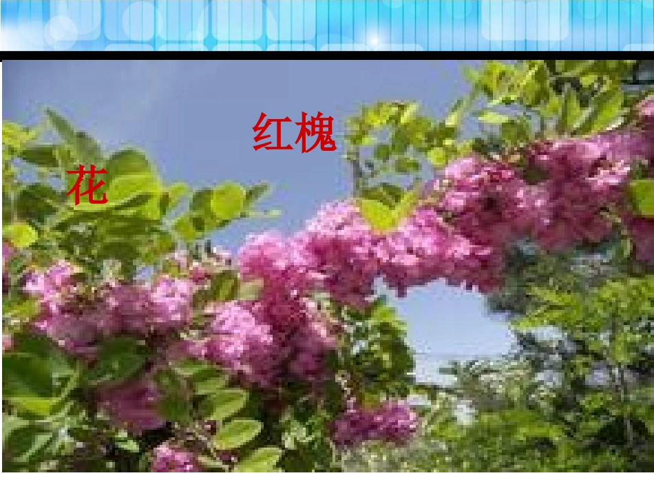《美丽的槐乡》PPT课件[鄂教版三年级语文下册]_第3页