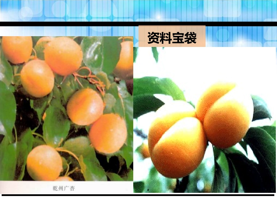 《杏儿熟了》PPT课件[鄂教版三年级语文下册]_第2页