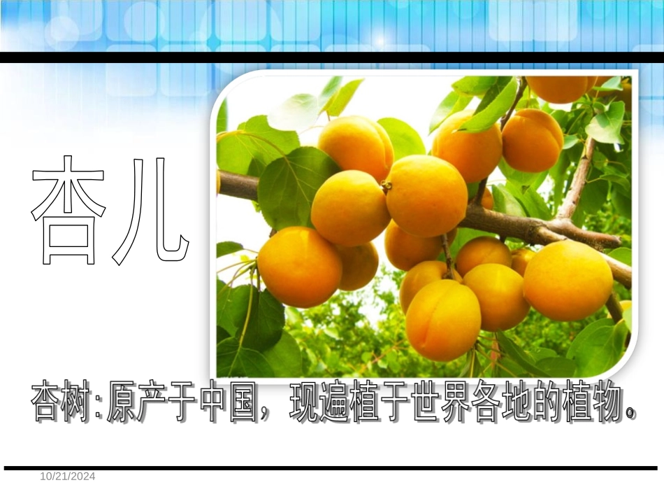 《杏儿熟了》PPT课件[鄂教版三年级语文下册]_第3页
