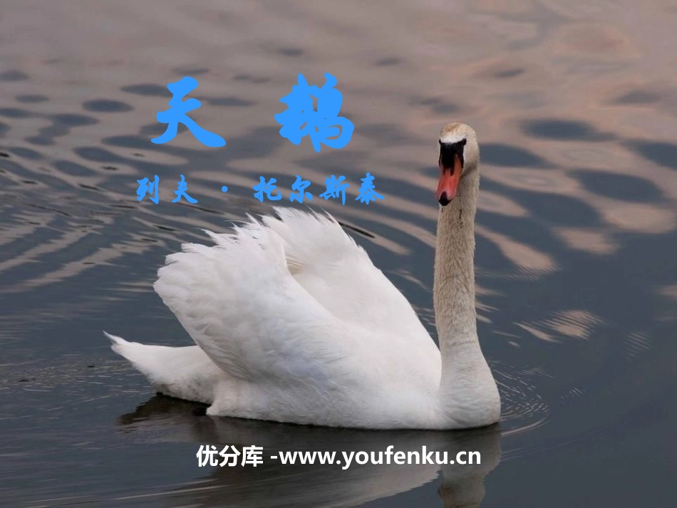 《天鹅》PPT免费课件[鄂教版四年级语文上册]_第1页