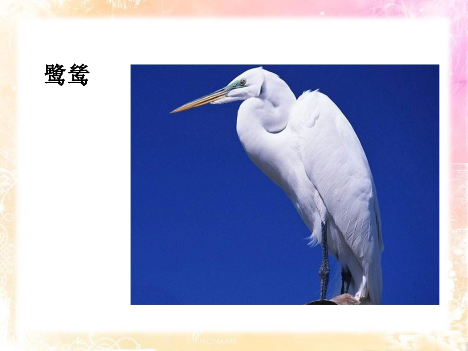 《最后一只白鹭鸶》PPT课件[鄂教版五年级语文上册]_第2页