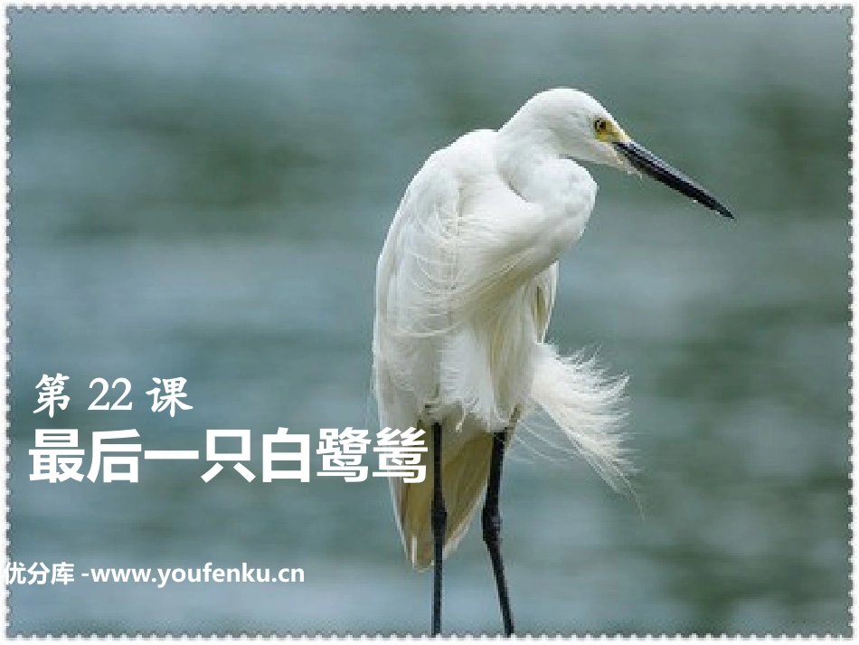 《最后一只白鹭鸶》PPT课件[鄂教版五年级语文上册]_第1页