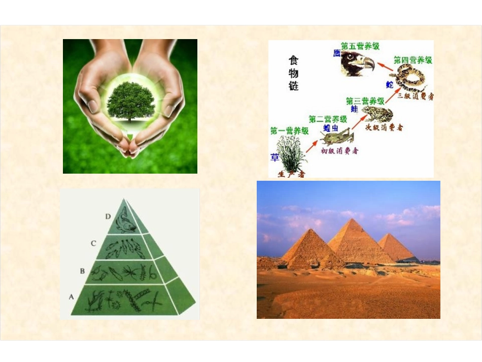 《生态金字塔》PPT课件[鄂教版六年级语文上册]_第3页