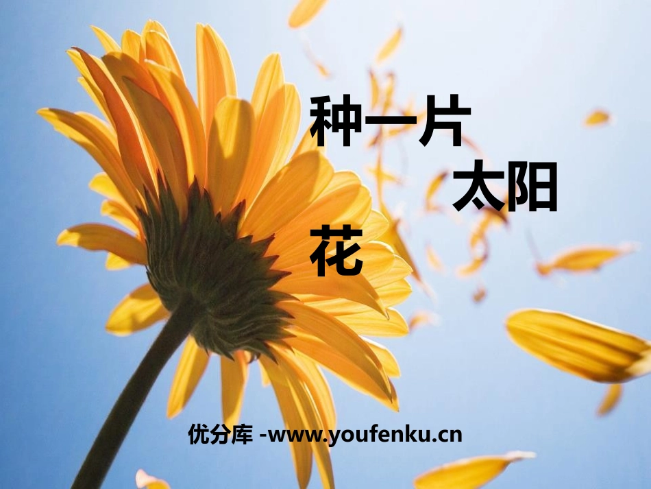 《种一片太阳花》PPT课件[鄂教版六年级语文上册]_第1页