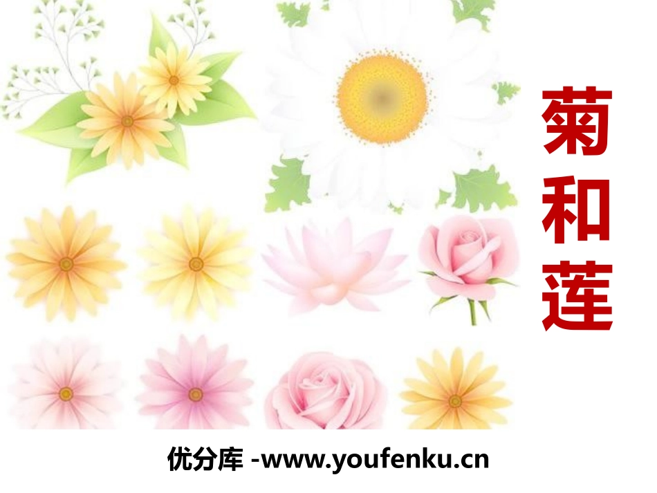 《菊和莲》PPT课件[鄂教版六年级语文上册]_第1页