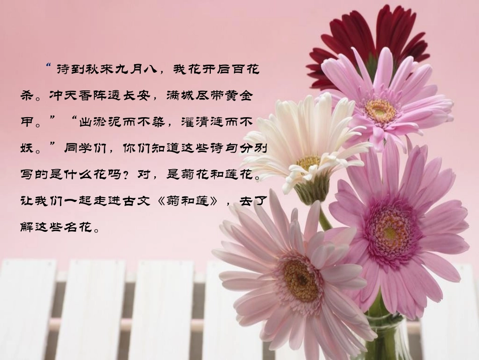 《菊和莲》PPT课件[鄂教版六年级语文上册]_第2页