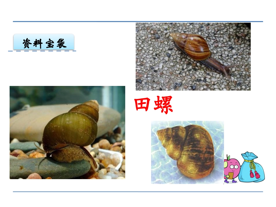 《奇妙的田螺》PPT课件[鄂教版六年级语文下册]_第2页