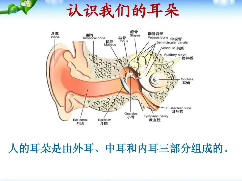 《真爱听力 快乐成长》PPT课件[节日主题班会PPT]_第3页