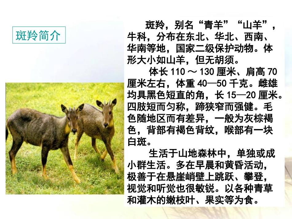 《斑羚飞渡》PPT课件[部编版七年级语文下册]_第3页