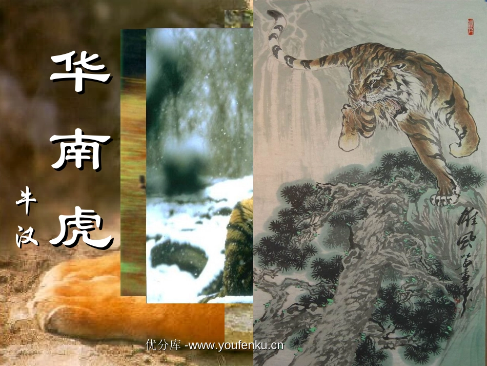 《华南虎》PPT课件[部编版七年级语文下册]_第1页