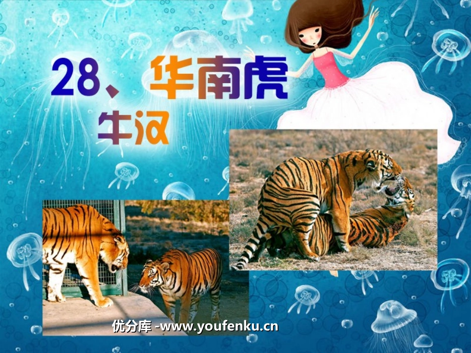 《华南虎》PPT课件[部编版七年级语文下册]_第1页