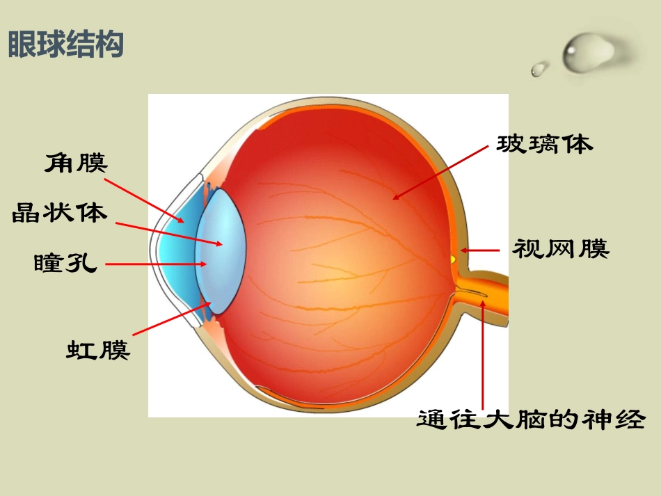 《珍爱眼睛 保护视力》PPT课件[节日主题班会PPT]_第3页