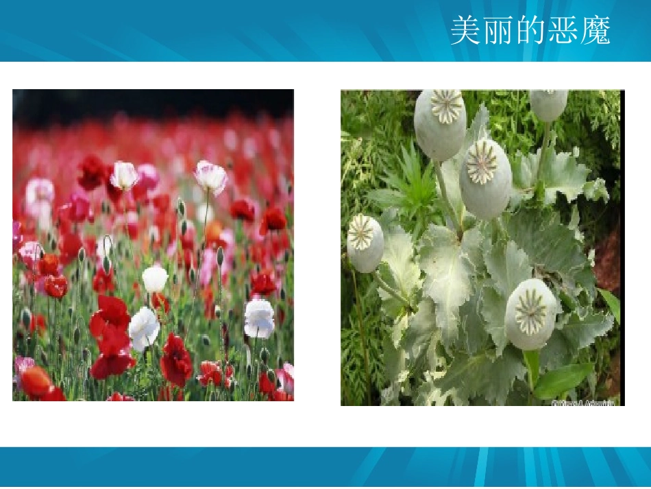 《禁毒主题班会》PPT课件[节日主题班会PPT]_第3页
