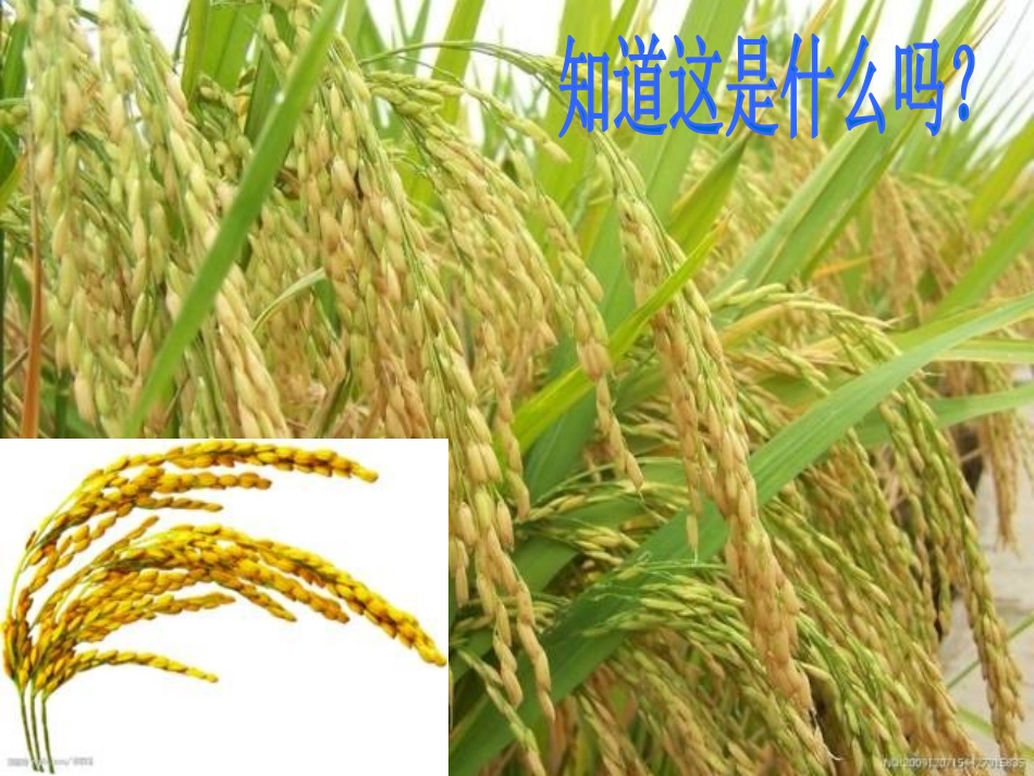 《粒粒皆辛苦》PPT课件[节日主题班会PPT]_第3页