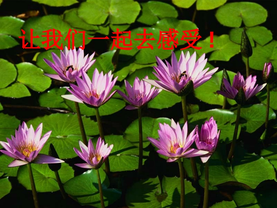 《同在蓝天下》PPT课件[德育主题班会PPT]_第1页