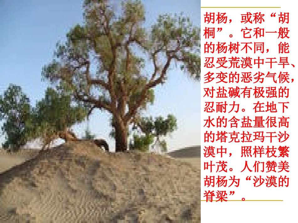 《罗布泊,消逝的仙湖》PPT课件[部编版八年级语文下册]_第3页