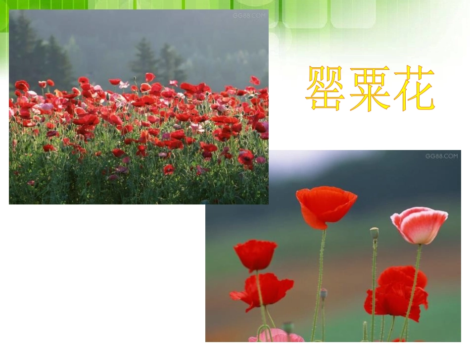 《远离毒品》PPT课件[健康主题班会PPT]_第3页