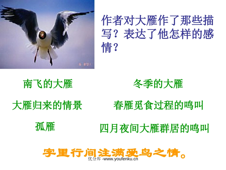 《大雁归来》PPT课件[部编版八年级语文下册]_第3页