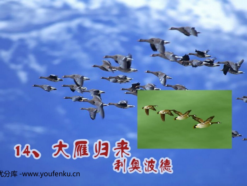《大雁归来》PPT课件[部编版八年级语文下册]_第1页