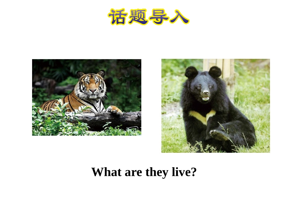 《Tigers and Bears》Animals at the zoo PPT课件_第2页