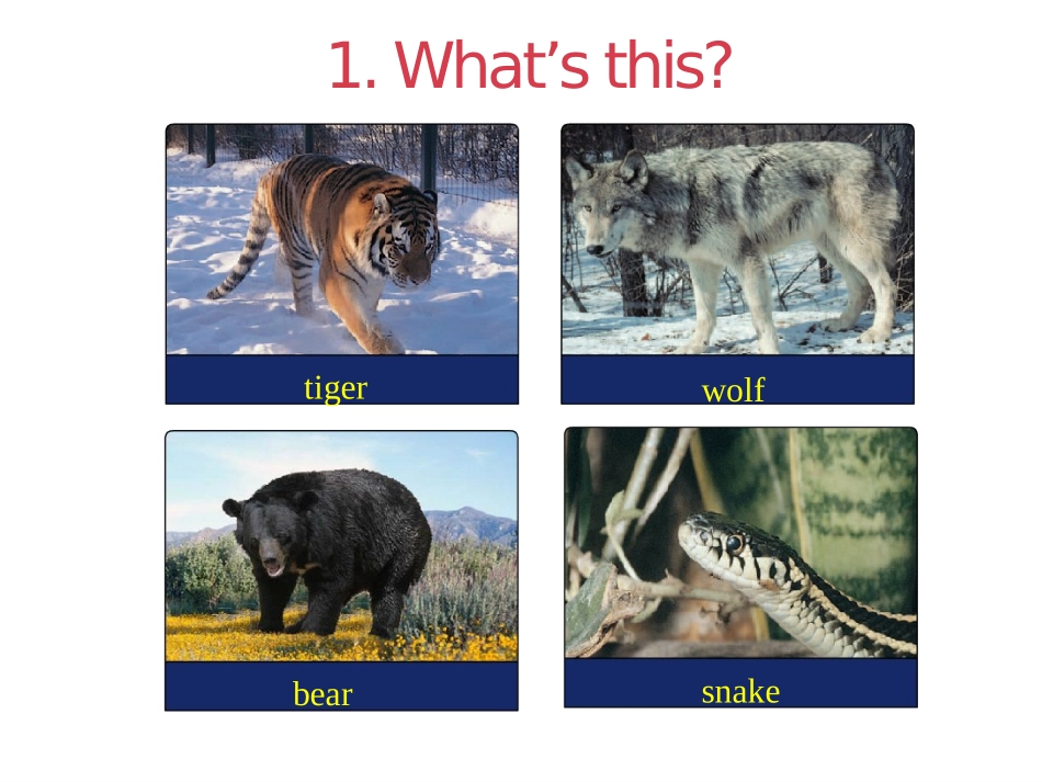《Tigers and Bears》Animals at the zoo PPT课件_第3页