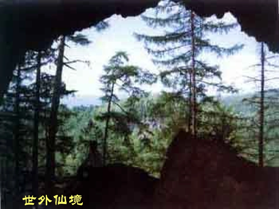 《地下森林断想》PPT课件[部编版九年级语文下册]_第2页