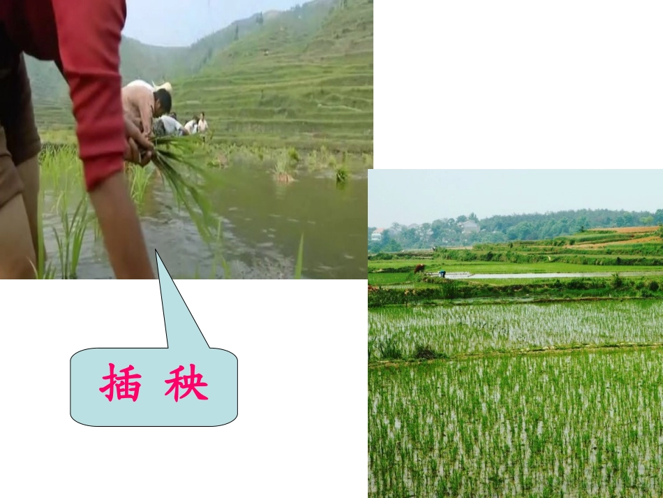 《插秧》PPT课件[北师大版一年级语文下册]_第1页