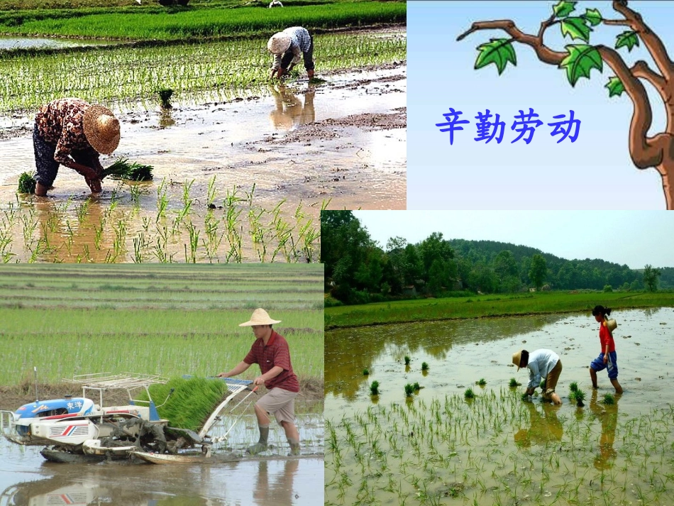 《插秧》PPT课件[北师大版一年级语文下册]_第2页