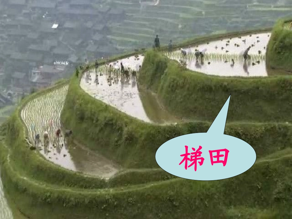 《插秧》PPT课件[北师大版一年级语文下册]_第3页