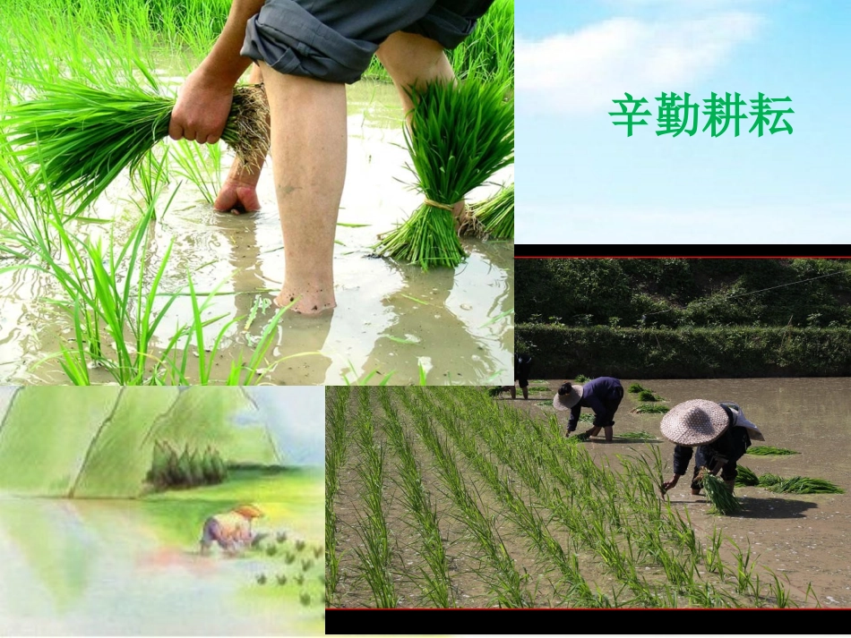 《插秧》PPT课件[北师大版一年级语文下册]_第2页