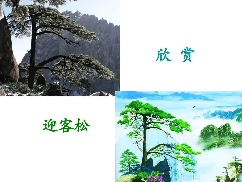 《老树的故事》PPT课件[北师大版一年级语文下册]_第2页